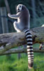 lemur